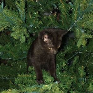 Meet your Posher, Sheri